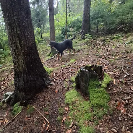 Apartma Spodnji Goltnik 1 Mozirje