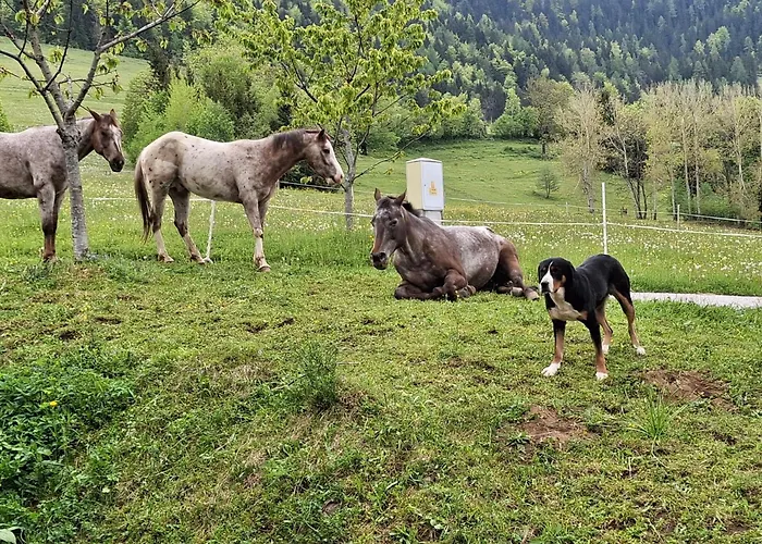 Apartma Spodnji Goltnik 1