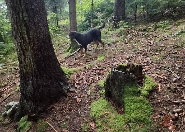 Apartma Spodnji Goltnik 1 Mozirje