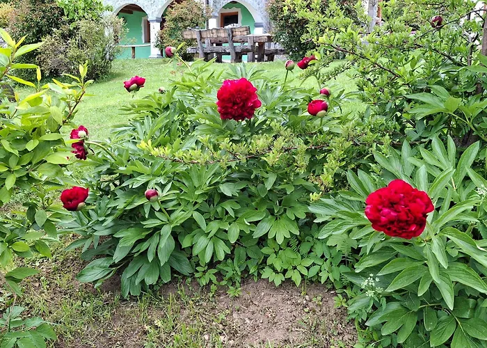 Apartma Spodnji Goltnik 1 * Mozirje