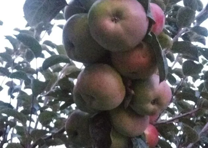 Apartamento Apartma Spodnji Goltnik 1